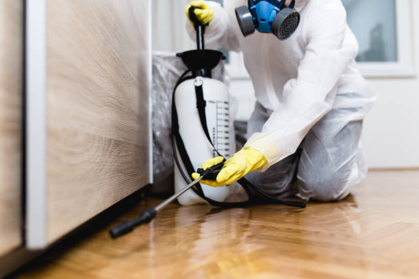 Best Flea Control Services  in Sun Village, CA