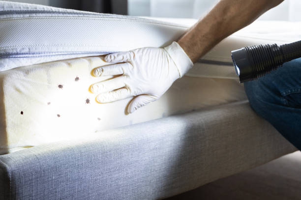 Best Wasp Removal Services  in Sun Village, CA