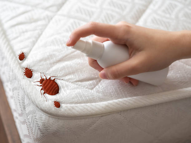 Best Exterminator Services  in Sun Village, CA