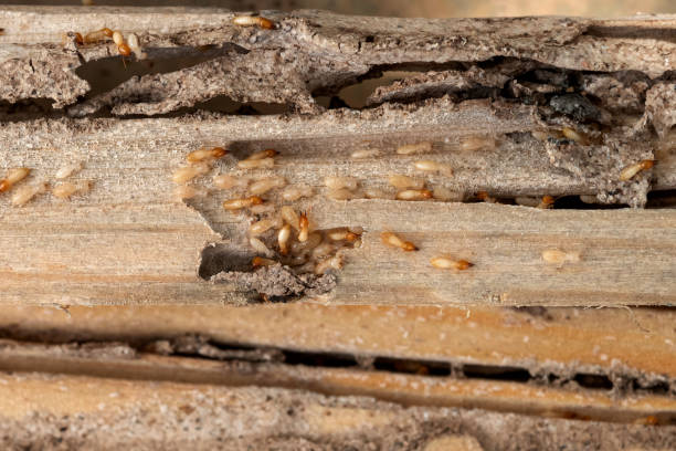 Professional Pest Control in Sun Village, CA